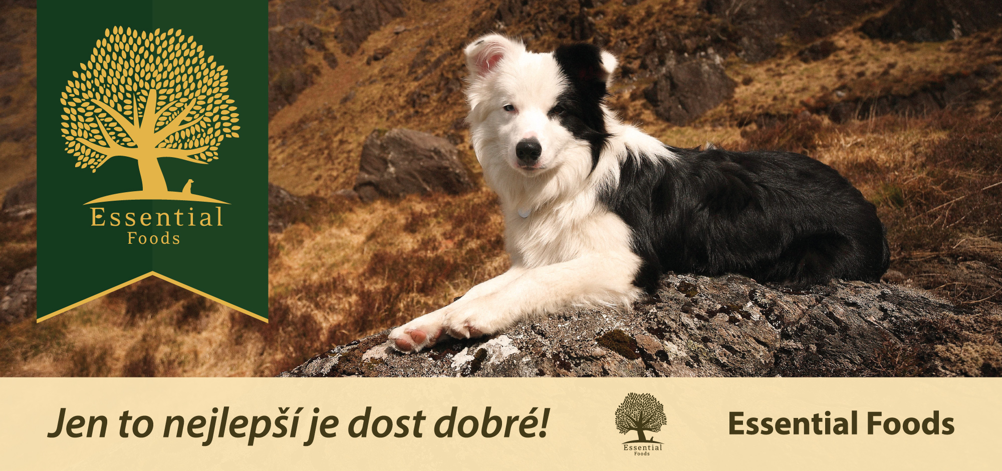 Úvod - BEST FOR DOGS.cz